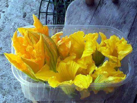 fiori di zucca