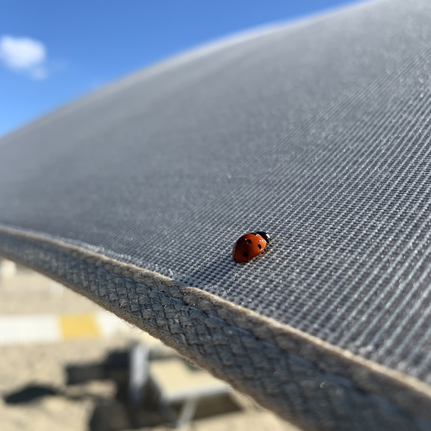 coccinella_ombrellone